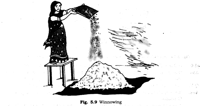 NCERT Solutions Class 6 Science What is winnowing?