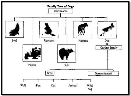 NCERT solutions Class 6 English Honeysuckle How the dog find himself