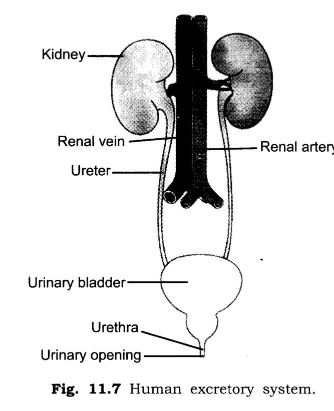 NCERT Solutions Class 7 Science Human excretory system
