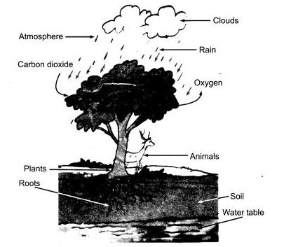 NCERT Solutions Class 7 Science Forests Our Lifeline