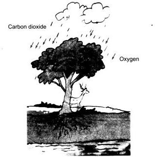 NCERT Solutions Class 7 Science Forests Our Lifeline
