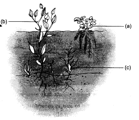 NCERT Solutions Class 6 Science Living organism and their surroundings