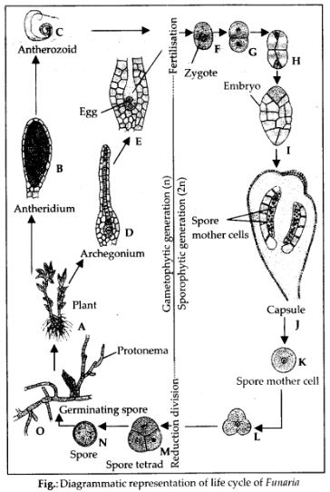 NCERT Solutions class 11 biology life cycle of funaria