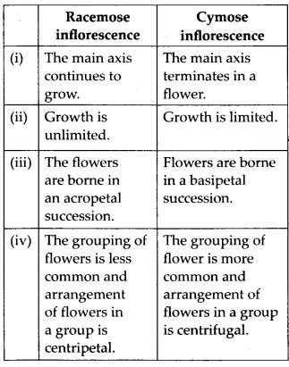 Differences between racemose and cymose inflorescence