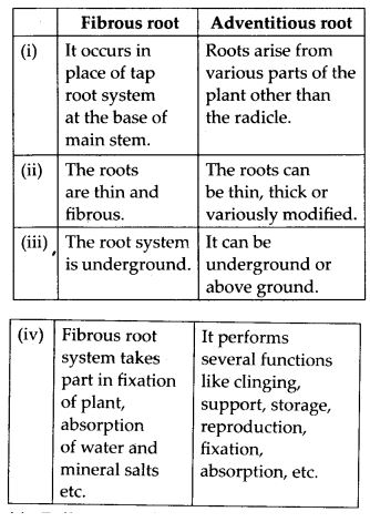 Differences between Fibrous root and adventitious root