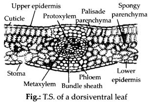 NCERT Solutions Class 11 biology Anatomy of Flowering Plants