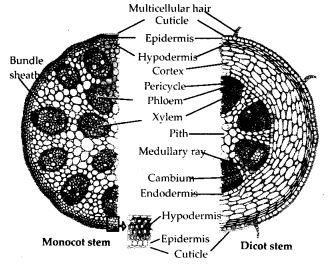 Differences between monocot and dicot stems