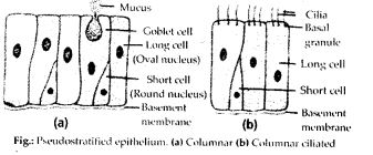 Describe various types of epithelial tissues