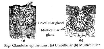 Describe various types of epithelial tissues