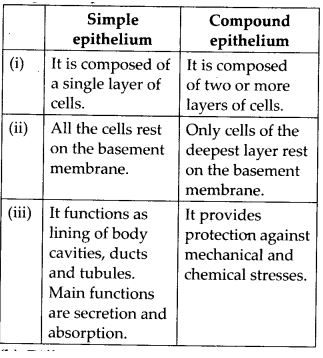 Differences between simple and compound epithelium