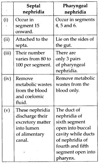 Differences between Septal nephridium and pharyngeal