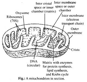 mitochondria, double membrane bound organelles