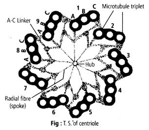 structure of Centrosome