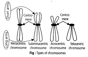 classification of chromosomes