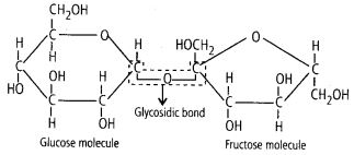Illustrate a glycosidic, peptide