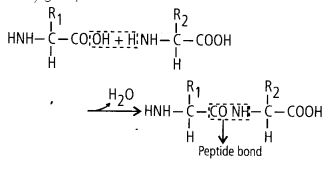 Peptide bonds are formed by the reaction between