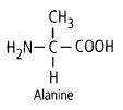 structure of the amino acid, alanine