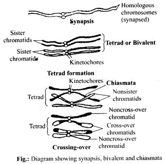 Synapsis, Bivalent, Chiasmata