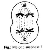 Distinguish anaphase of mitosis from anaphase I of meiosis
