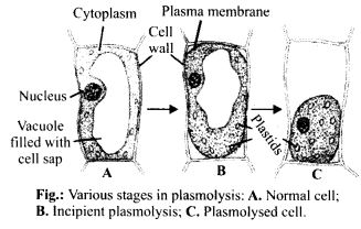 describe the process of plasmolysis in plants