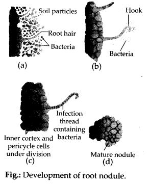 steps involved in formation of a root nodule