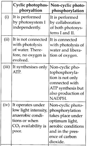differences between cyclic and non- cyclic photo-phosphorylation
