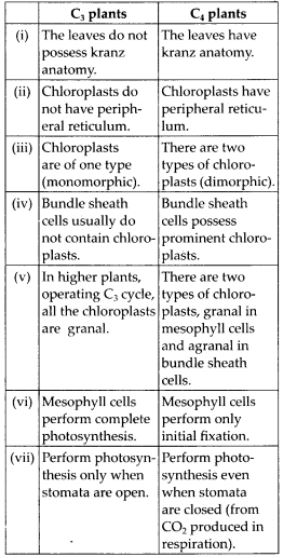Differences between the leaf anatomy of C3 and C4plants