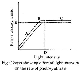 effect of light on the rate of photosynthesis