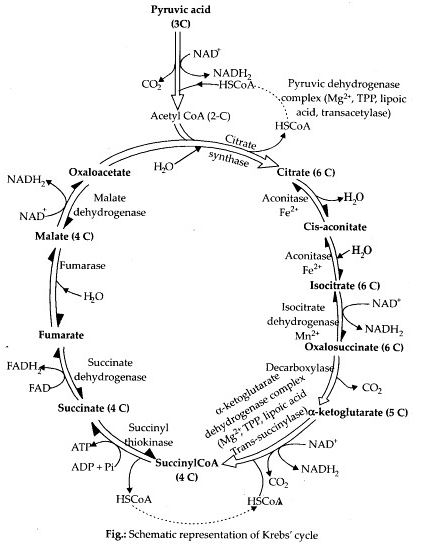 Give the schematic representation of an overall view of Krebs’ cycle