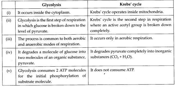 Differences between glycolysis and Krebs’ cycle