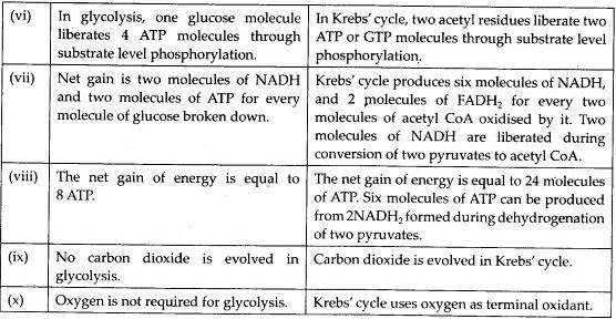 Differences between glycolysis and Krebs’ cycle