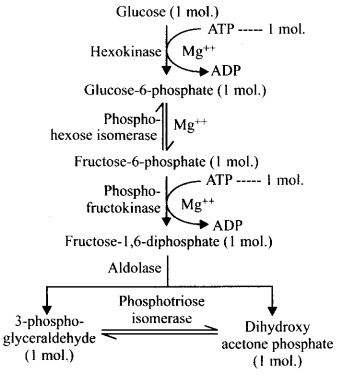 chematic representation of glycolysis