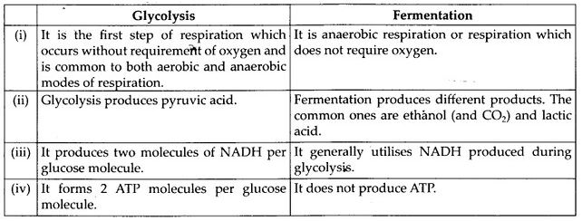 Differences between glycolysis and fermentation