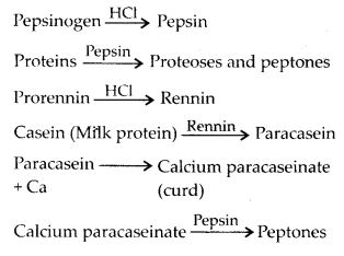 Describe the process of digestion of protein in stomach