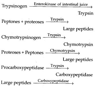 main steps in the digestion of proteins