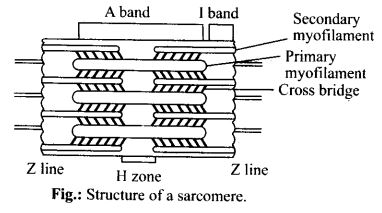 diagram of a sarcomere of skeletal muscle showing different regions
