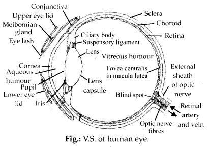 labelled diagrams of eye