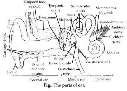 labelled diagrams of ear
