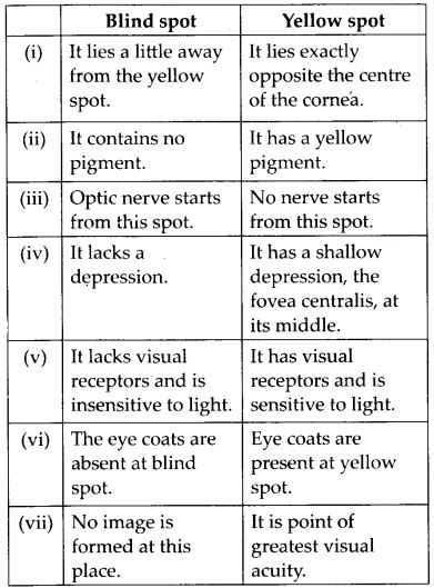 difference between Blind spot and yellow spot