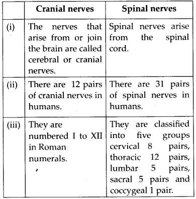 difference between Cranial nerves and spinal nerves