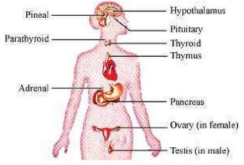 location of the various endocrine glands in our body