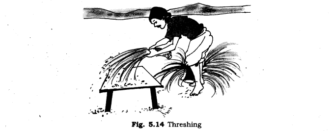 NCERT Solutions Class 6 Science threshing