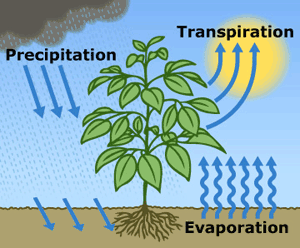 NCERT Solutions Class 6 Science water