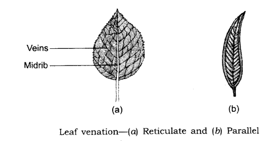 NCERT Solutions Class 6 Science Getting to Know Plants