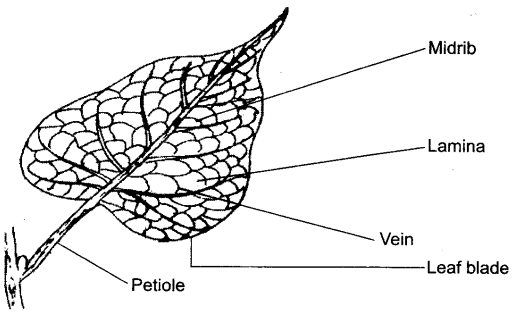 NCERT Solutions Class 6 Science Getting to Know Plants