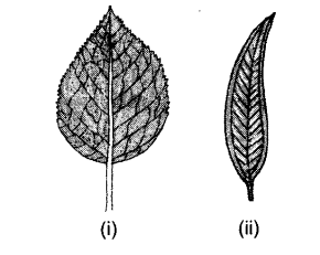 NCERT Solutions Class 6 Science Getting to Know Plants