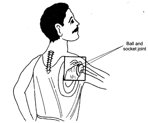 NCERT Solutions Class 6 Science body movements