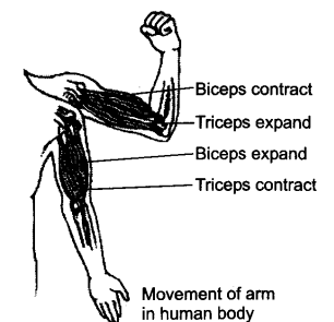 NCERT Solutions Class 6 Science body movements