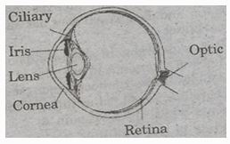 NCERT Solutions Class 8 science light