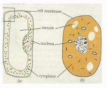 NCERT Solutions Class 8 science cell structure and functions